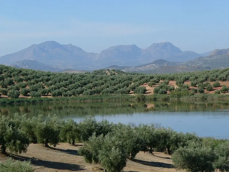 Principais oliveiras da Espanha